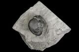 Wide Enrolled Eldredgeops (Phacops) Trilobite - New York #85396-1